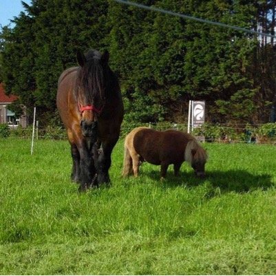 AGF zoveel mogelijk van eigen boerderij. Verse eieren en Boerenkaas Panklare groente zoals zuurkool,boerenkool enz.