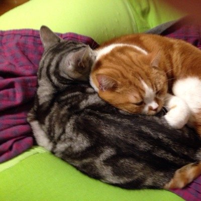 自宅で２匹の猫に癒されながら、アニメーションのお仕事をしてます（＾ω＾）