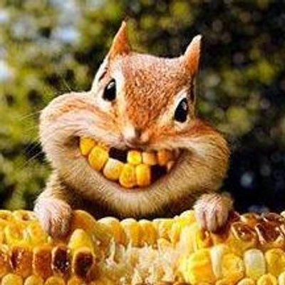 めちゃ可愛い動物 On Twitter 犬にハグするサル Https T Co Kjass81afm