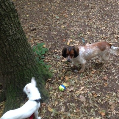 Veronica, runs Konky's Pet Care. Dog Walking, small pet feeding and one to one dog training, recall, toilet training, sociailising, separation anxiety