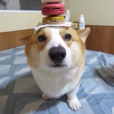 champagne_yuu's profile picture. 