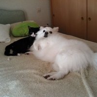 Cécile LA PUCE (@cecilepuce) 's Twitter Profile