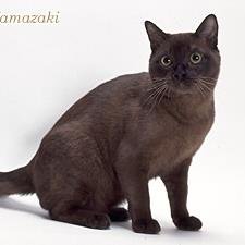 猫が大好きです。始めたばかりで、よく分かりませんが宜しくお願いします。