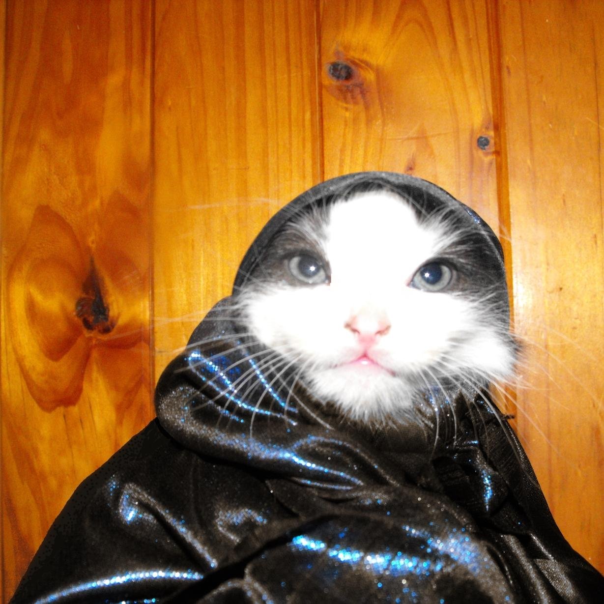 RJ_Simon_Books's profile picture. Artist/Writer...currently intrigued by broccoli🥦 However, I shall endeavor to finish some of my secret, yet brilliant, projects soon. #SCBWI #ASA #CBCA #Author