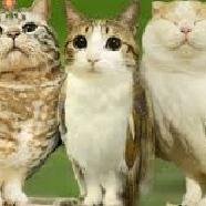 I bring you funny and trendy news everyday. If you like them, please visit also my website. Thank you!