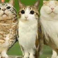 Funny News for You (@qyzuwiwuwoz) 's Twitter Profile