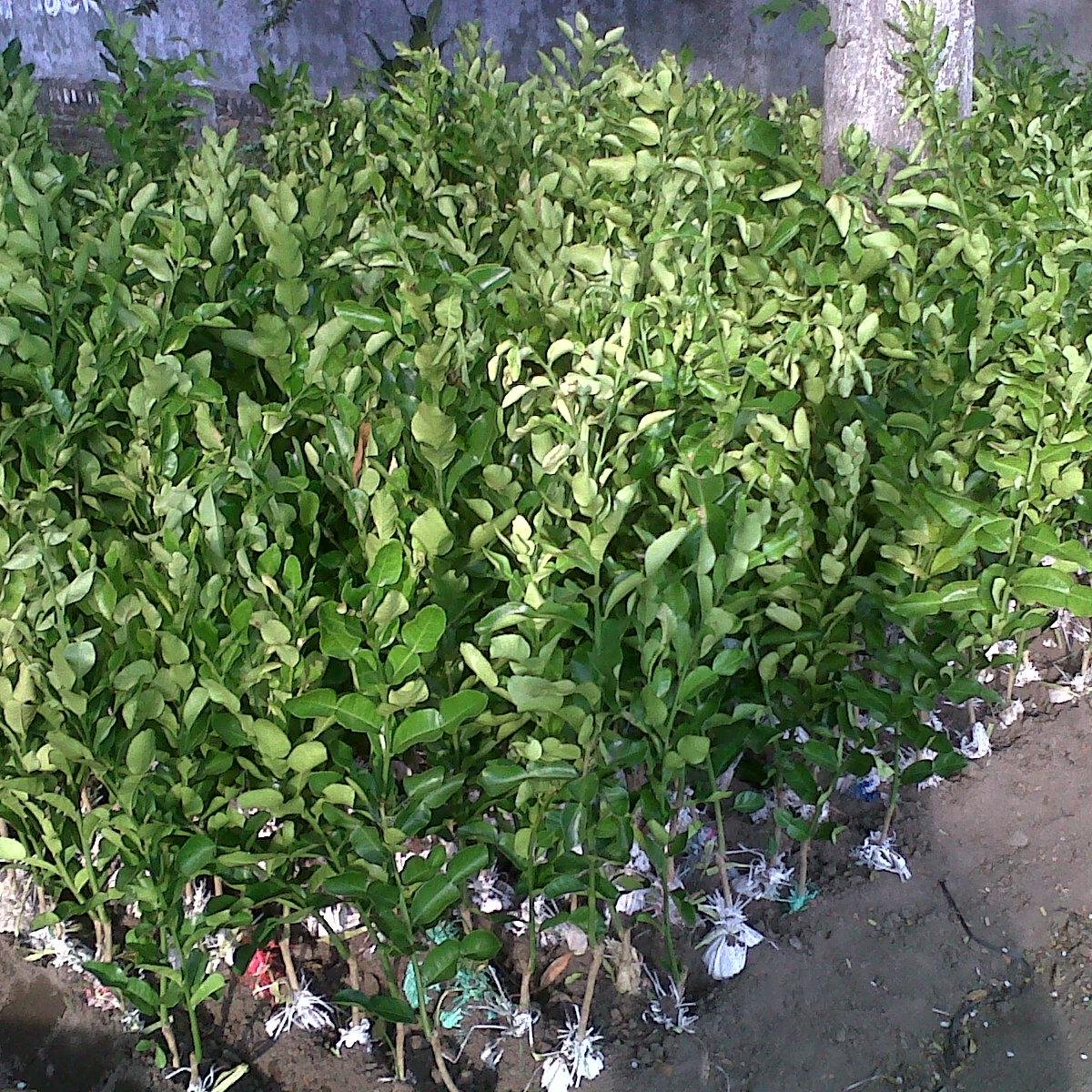 jerukpurutsegar's profile picture. jual beli bibit jeruk 081282097501