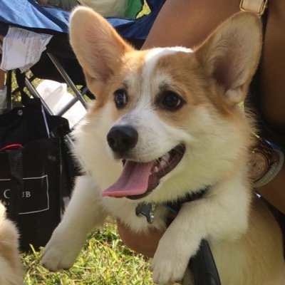 Pembroke Welsh Corgi livin’ la vida shorty in sunny South Florida! ☀️Born 5/11/14 bensonthecorgi@gmail.com