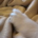 crazylion's profile picture. 