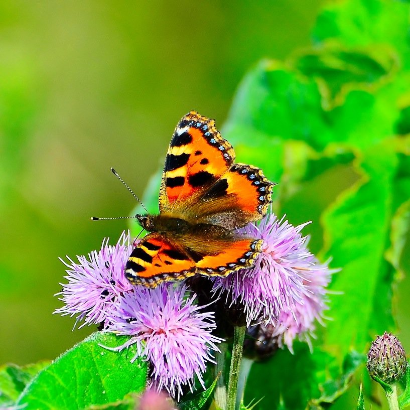 david_plumstead's profile picture. Kent Based Environmental and Community Campaigner