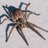 HoodSpiderr's profile image