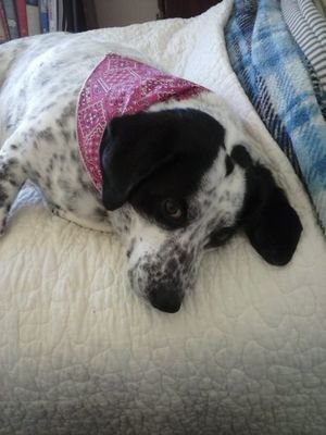 Dog lover, music lover, romantic, and happily taken.
