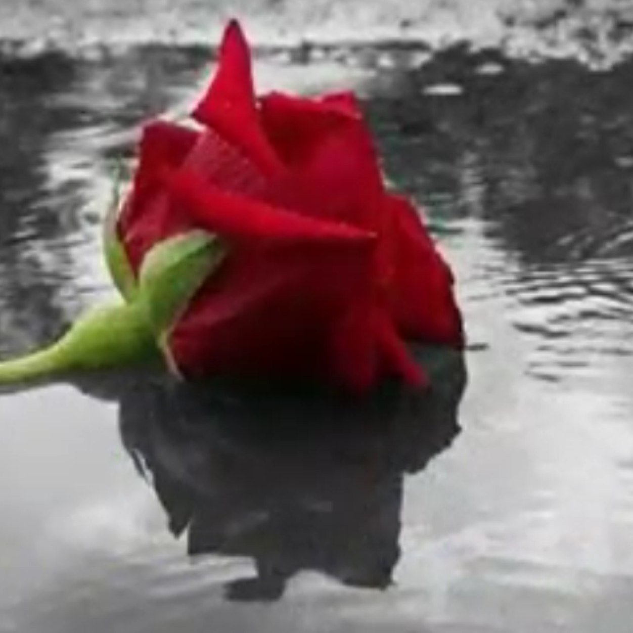 محبة السلام. سفيرة الخير
