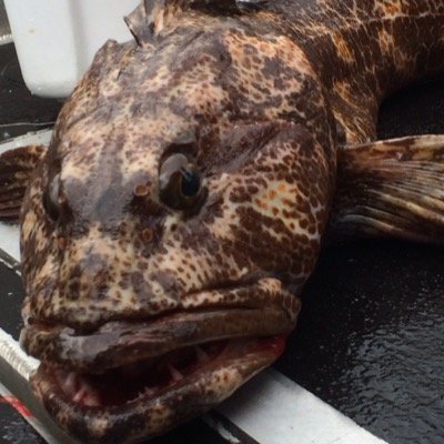 darwin_peterson's profile picture. 