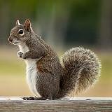 ardillainversor's profile picture. 