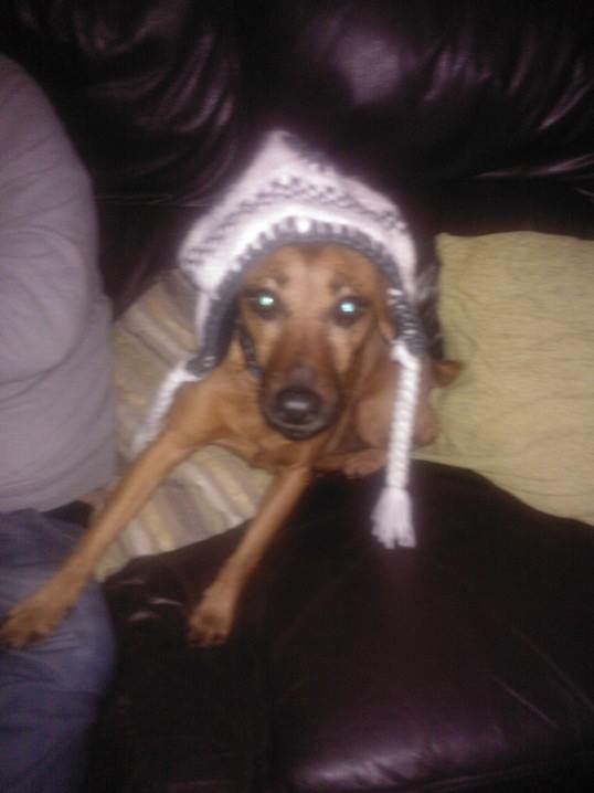 snooppatterdale's profile picture. Hi, I am an eight and a half year old Patterdale.  I love roast dinners, fish, coffee, ice cream, swimming and camping.  I hate fireworks, cats and the rain.