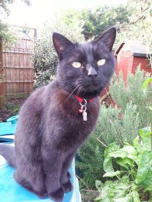 lzhswim32's profile picture. 