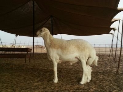 ‏عبدالعزيز سعود الحليفي