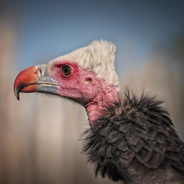 AkbabaReis's profile picture. 