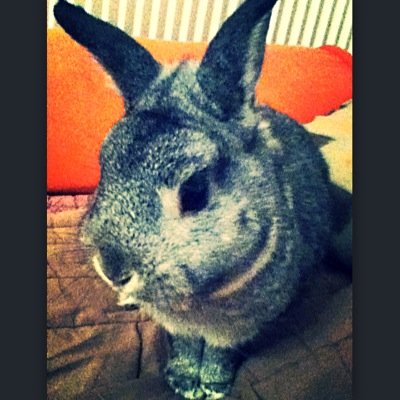 Creepie (OFFICIAL) / amazing and beautifull french rabbit