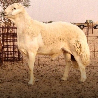 يتميز المراح بانه مؤسس من سلالات مؤصله الى عشرات السنوات ومدعم بأفضل الفحول على الساحه الراقي فحل منتج والفارع فحل منتج والاصفر والعاصفه فحول في طور الانتاج