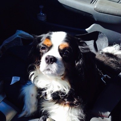 Goofycollector's profile picture. 