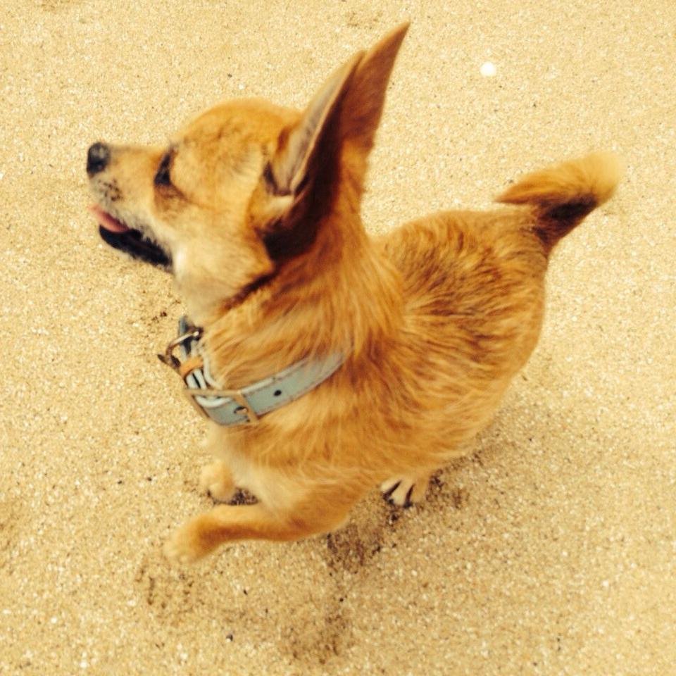 Hotel for small breed dogs