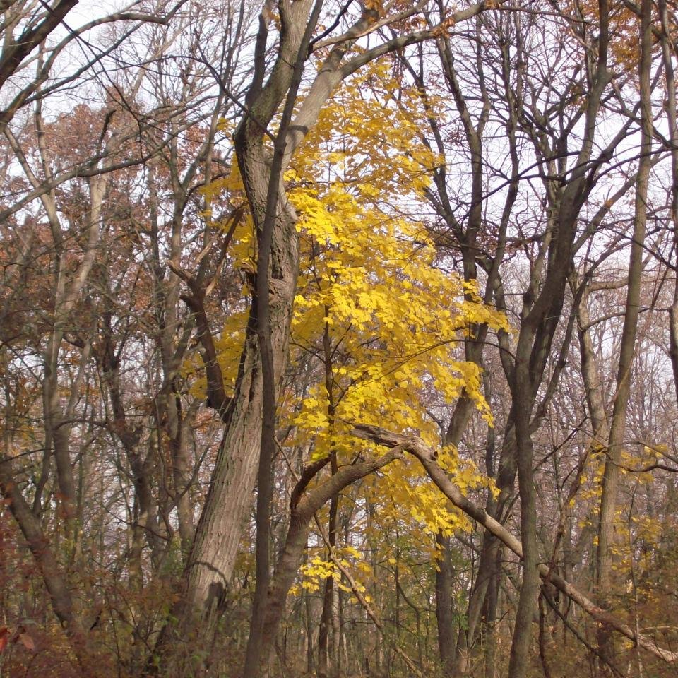 Stewardshipdilo's profile picture. Environmental Stewardship