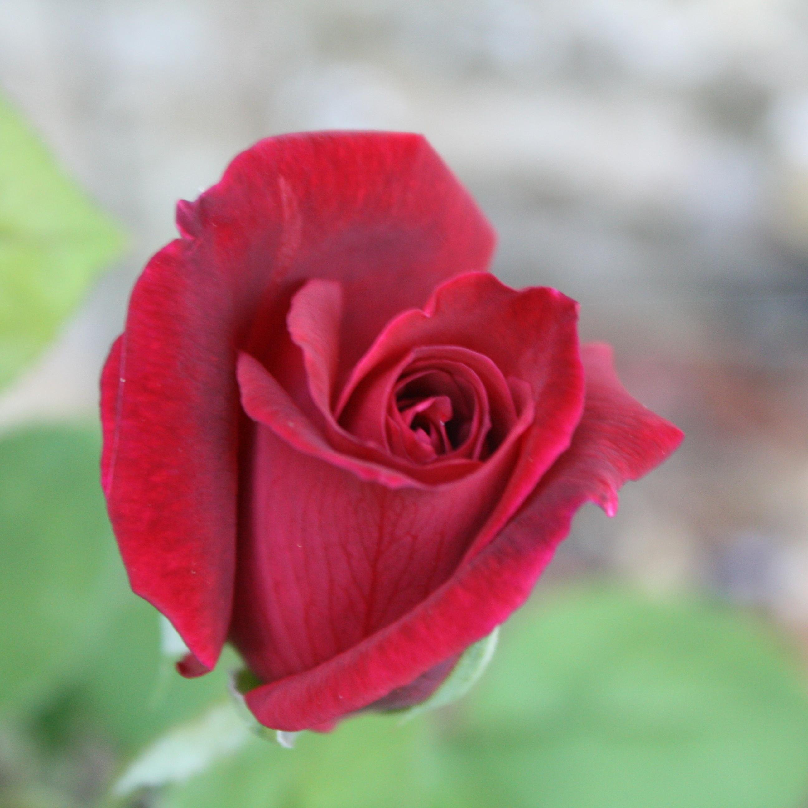 sesia65's profile picture. 