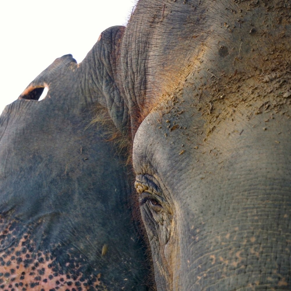 Wanderlust, runner, Physiotherapist, campaigner for the voiceless & brutalised. Save Elephant Foundation Ambassador, Volunteer for Wildlife SOS, Surin Project.