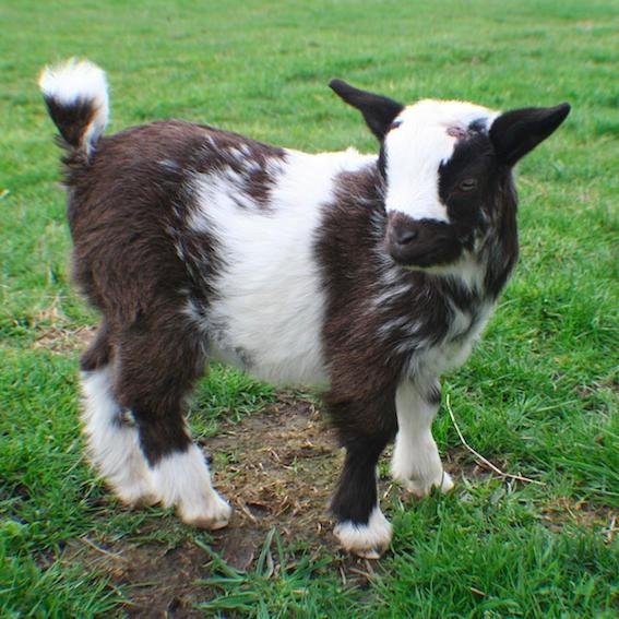 Everything miniature goats from the POV of Talisa our cutest Doe. Goat only tweets accepted. and now .... follow @trout_lodge, our luxury wilderness cottages