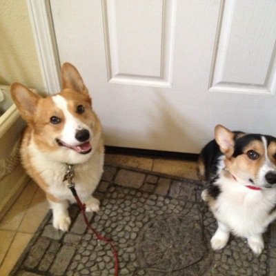Peace & Lucky Corgi Buddies