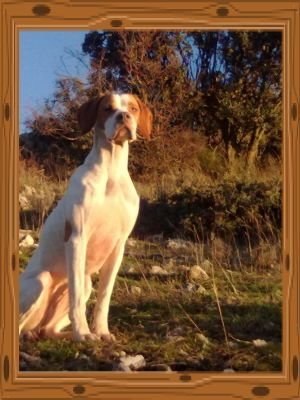 rcamacho18's profile picture. En toda la vida de cazador ay un perro unico, una unica mujer, y una sola ilución.Zuheross