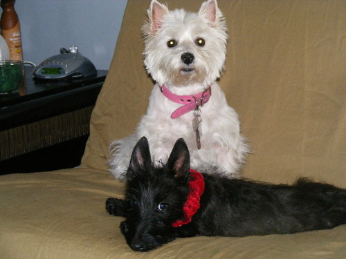 The continued adventures of Girlfriend, the Westie, and her sidekick, Charli Rose, the brindle Scottie & Patches!