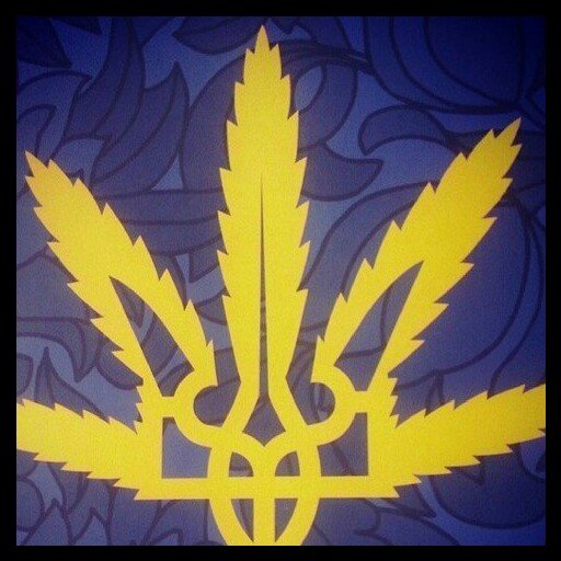 broodle_kun's profile picture. 