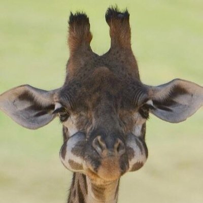 Sou um girafinha