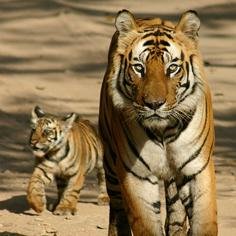 thegabbard's profile picture. 