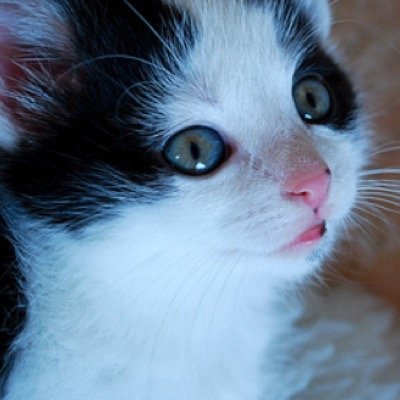 My name is Hollypaw! I'm a member of OakClan. My mother is @SnowPaw_ I am a small white she-cat with black ears and teal eyes.My father is @Storm_Claw_ 10 moons