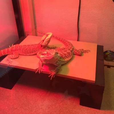 JapanDaimaou's profile picture. 