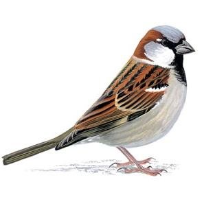 acousticwind's profile picture. 