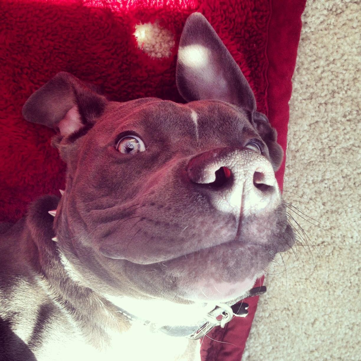 Hey Animal Lover! My name is Satan and I am a 7 m.o American Staffordshire Terrier in need of help. Please donate for my ACL surgery at http://t.co/mJlP6X3ugF.
