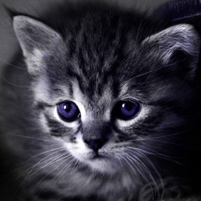 Hello! I'm Lilypaw! My mother is @SnowPaw_ and my father is @Storm_Claw_ I have purple eyes and am a member of OakClan. 10 moons.