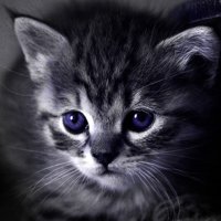 Lilypaw (@lilykt_) 's Twitter Profile