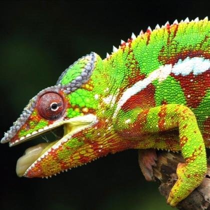 Panther Chameleons
