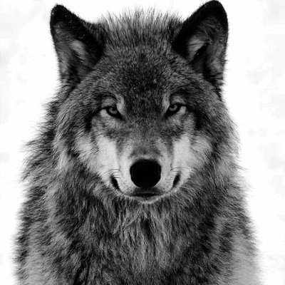 hey im NightMoon but you can call Moon my dad @MGK_Fang Mom:Okami Sisters:@Cute_shade and @iSmile_Wolf my big brother @Gfirewolf #Single