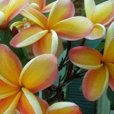 CarolOzlowski's profile picture. 