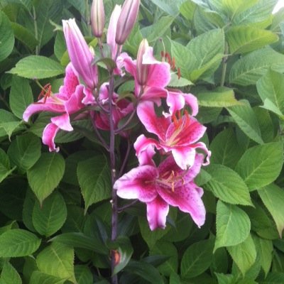 allyssium's profile picture. 