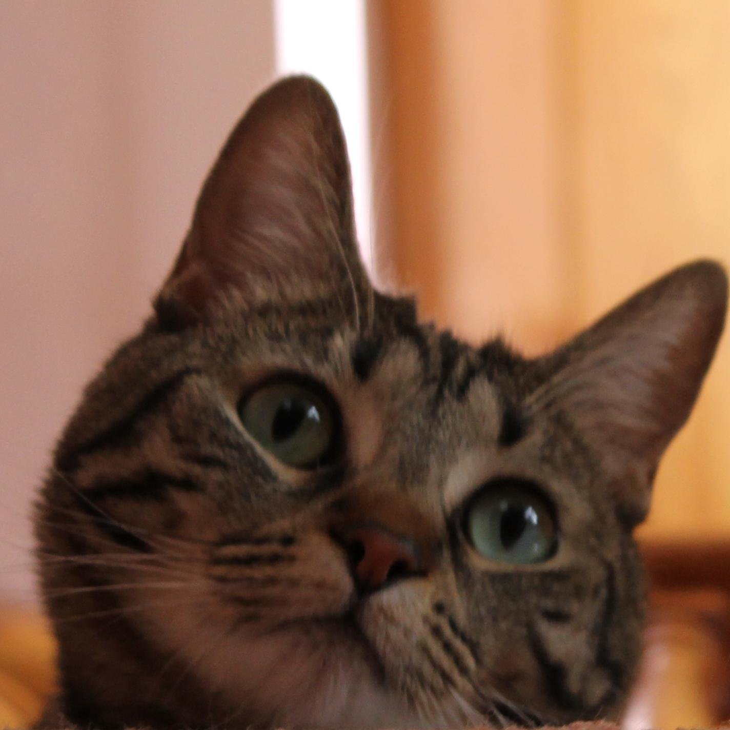 MarketingFeline's profile picture. Interested in things relating to marketing, writing, editing, and, of course, cats.