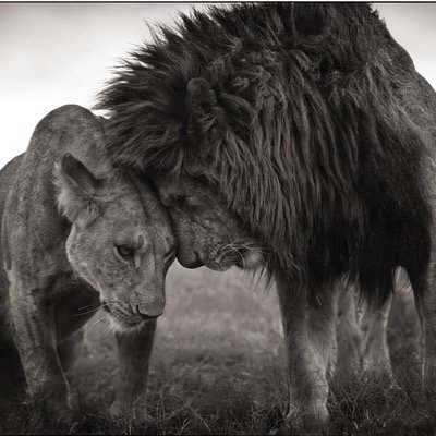 CCallingbull's profile picture. 