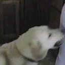 www Funny vines (@grishinov_quest) Twitter